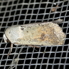 Proteuxoa leptochroa at O'Connor, ACT - 5 Apr 2021