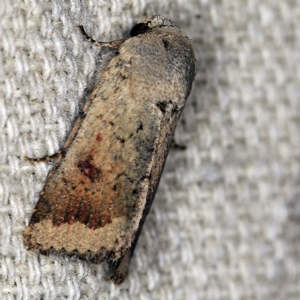 Proteuxoa leptochroa at O'Connor, ACT - 5 Apr 2021