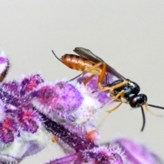 Braconidae sp. (family) (Unidentified braconid wasp) at Page, ACT - 9 Apr 2021 by dimageau