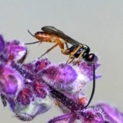 Braconidae (family) at Page, ACT - 9 Apr 2021 10:48 AM