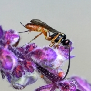 Braconidae (family) at Page, ACT - 9 Apr 2021 10:48 AM