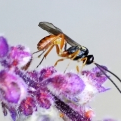 Braconidae (family) at Page, ACT - 9 Apr 2021