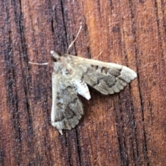 Unidentified Pyralid or Snout Moth (Pyralidae & Crambidae) at Aranda, ACT - 9 Apr 2021 by KMcCue