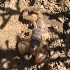 Urodacus manicatus (Black Rock Scorpion) at Black Mountain - 6 Apr 2021 by Tapirlord