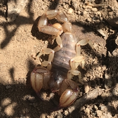 Urodacus manicatus (Black Rock Scorpion) at Point 5819 - 6 Apr 2021 by Tapirlord