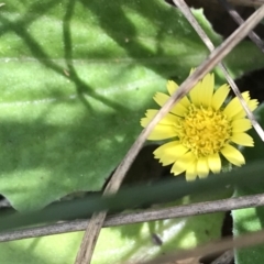 Cymbonotus sp. (preissianus or lawsonianus) (Bears Ears) at Downer, ACT - 6 Apr 2021 by Tapirlord