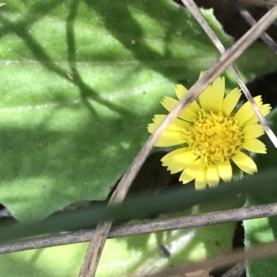 Cymbonotus sp. (preissianus or lawsonianus) (Bears Ears) at Black Mountain - 6 Apr 2021 by Tapirlord