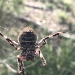 Hortophora transmarina (Garden Orb Weaver) at Downer, ACT - 6 Apr 2021 by Tapirlord