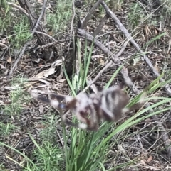 Hortophora transmarina at Downer, ACT - 6 Apr 2021