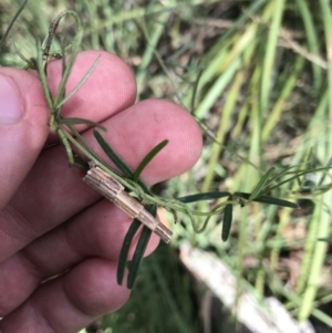 Lepidoscia arctiella at Acton, ACT - 6 Apr 2021