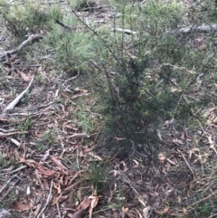 Acacia genistifolia (Early Wattle) at Black Mountain - 6 Apr 2021 by Tapirlord