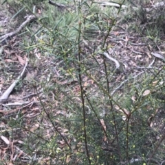 Acacia genistifolia at Downer, ACT - 6 Apr 2021 01:44 PM