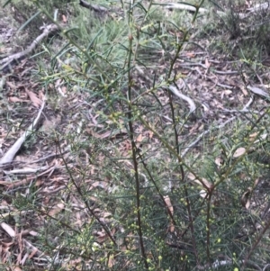 Acacia genistifolia at Downer, ACT - 6 Apr 2021