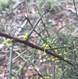 Acacia genistifolia at Downer, ACT - 6 Apr 2021 01:44 PM