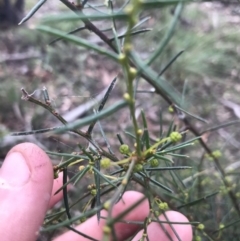 Acacia genistifolia at Downer, ACT - 6 Apr 2021 01:44 PM