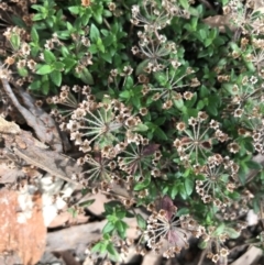 Pomax umbellata (A Pomax) at Downer, ACT - 6 Apr 2021 by Tapirlord