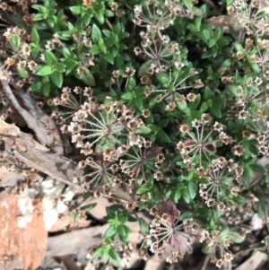 Pomax umbellata at Downer, ACT - 6 Apr 2021 02:15 PM