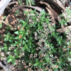 Pomax umbellata at Downer, ACT - 6 Apr 2021 02:15 PM