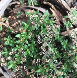 Pomax umbellata at Downer, ACT - 6 Apr 2021 02:15 PM