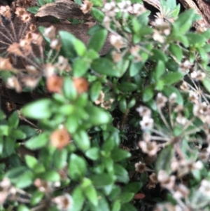 Pomax umbellata at Downer, ACT - 6 Apr 2021 02:15 PM