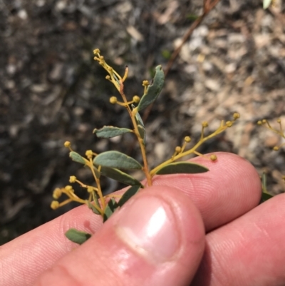 Acacia buxifolia subsp. buxifolia (Box-leaf Wattle) at Black Mountain - 6 Apr 2021 by Tapirlord