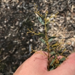 Acacia buxifolia subsp. buxifolia at Downer, ACT - 6 Apr 2021