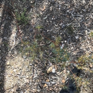 Acacia buxifolia subsp. buxifolia at Downer, ACT - 6 Apr 2021