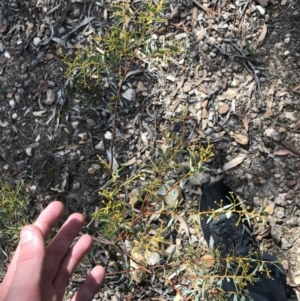 Acacia buxifolia subsp. buxifolia at Downer, ACT - 6 Apr 2021 02:20 PM