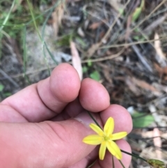 Tricoryne elatior at Downer, ACT - 6 Apr 2021