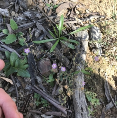 Spergularia rubra (Sandspurrey) at Downer, ACT - 6 Apr 2021 by Tapirlord
