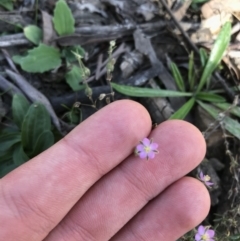 Spergularia rubra at Downer, ACT - 6 Apr 2021