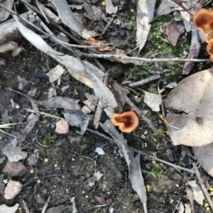 Podoscypha petalodes at Downer, ACT - 6 Apr 2021