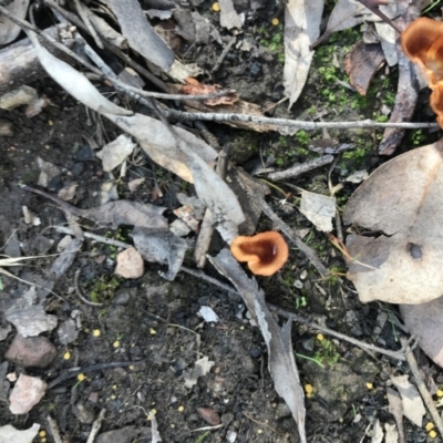 Podoscypha petalodes at Black Mountain - 6 Apr 2021 by Tapirlord