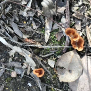 Podoscypha petalodes at Downer, ACT - 6 Apr 2021