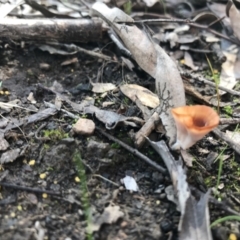 Podoscypha petalodes at Downer, ACT - 6 Apr 2021