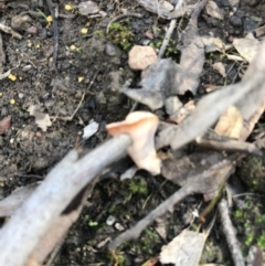 Podoscypha petalodes at Downer, ACT - 6 Apr 2021