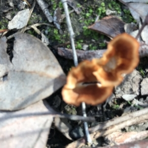 Podoscypha petalodes at Downer, ACT - 6 Apr 2021