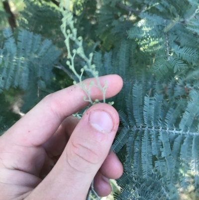 Acacia dealbata subsp. dealbata (Silver Wattle) at Acton, ACT - 6 Apr 2021 by Tapirlord