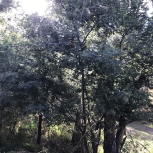 Acacia dealbata subsp. dealbata at Acton, ACT - 6 Apr 2021