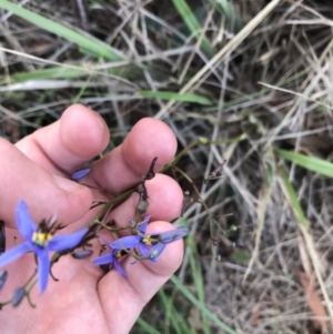 Dianella revoluta var. revoluta at Acton, ACT - 6 Apr 2021 03:07 PM