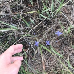 Dianella revoluta var. revoluta at Acton, ACT - 6 Apr 2021