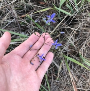 Dianella revoluta var. revoluta at Acton, ACT - 6 Apr 2021 03:07 PM