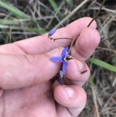 Dianella revoluta var. revoluta at Acton, ACT - 6 Apr 2021 03:07 PM