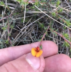 Pultenaea procumbens (Bush Pea) at Black Mountain - 6 Apr 2021 by Tapirlord