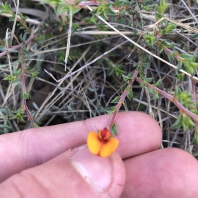 Pultenaea procumbens (Bush Pea) at Black Mountain - 6 Apr 2021 by Tapirlord