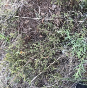 Pultenaea procumbens at Acton, ACT - 6 Apr 2021 03:08 PM