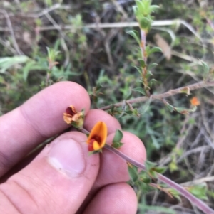 Pultenaea procumbens at Acton, ACT - 6 Apr 2021