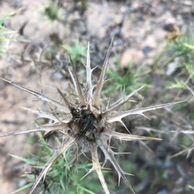 Carthamus lanatus (Saffron Thistle) at Acton, ACT - 6 Apr 2021 by Tapirlord