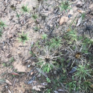 Carthamus lanatus at Acton, ACT - 6 Apr 2021