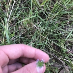 Lythrum hyssopifolia at Acton, ACT - 6 Apr 2021